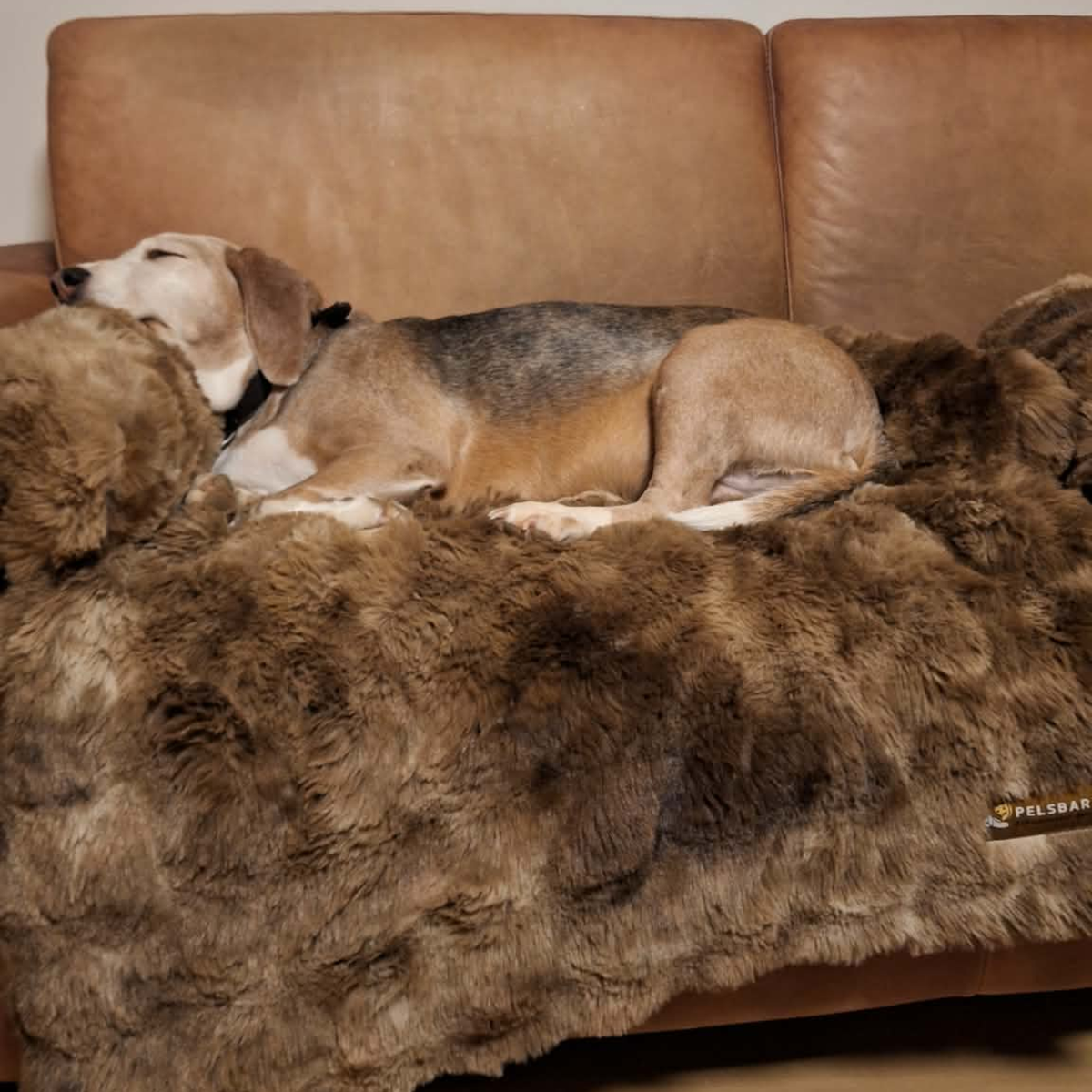 Luxurious Sofa Bed