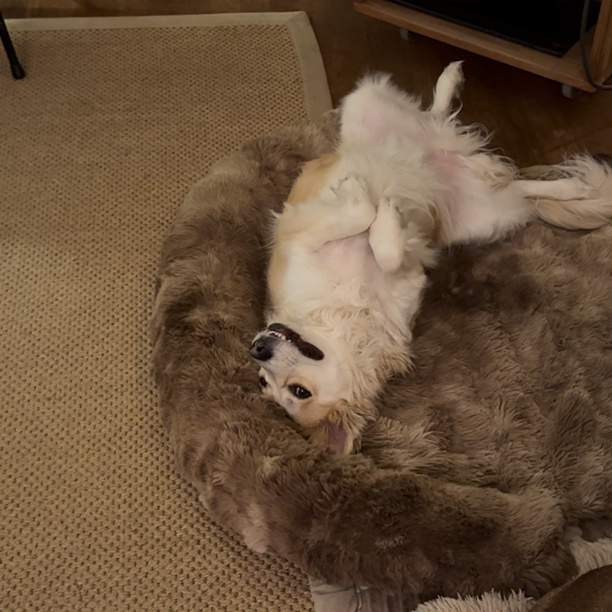 Luxurious Sofa Bed
