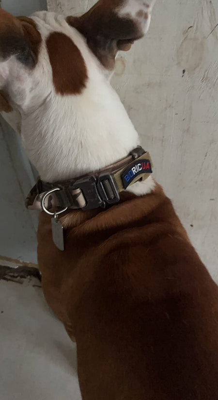 Heavy-Duty Tactical Dog Collar