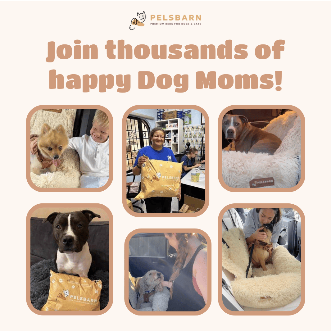 Petbarn best sale dog beds