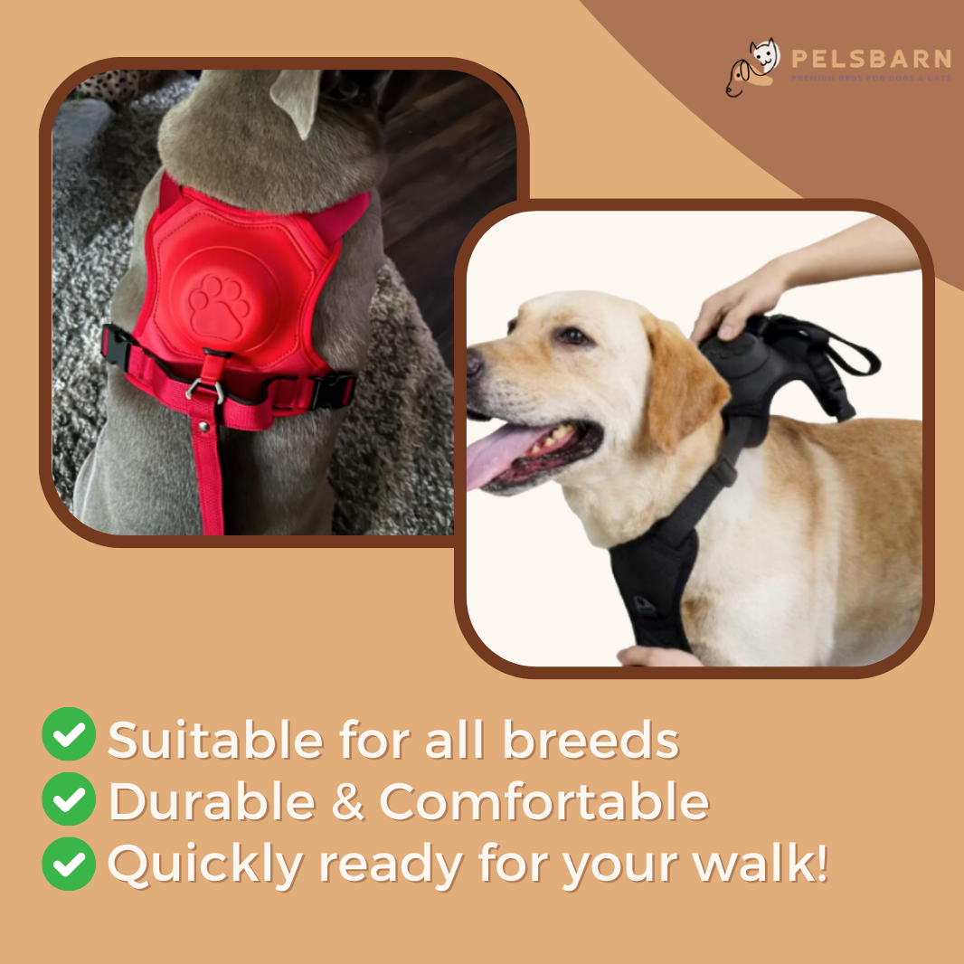 All-In-One Dog Harness & Retractable Leash