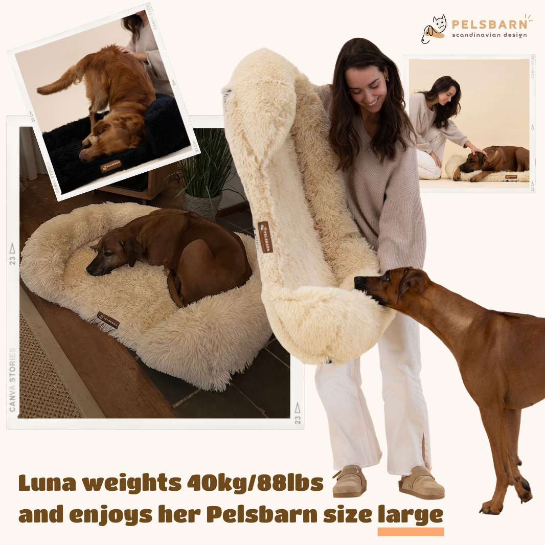 Orthopedic Calming Bed