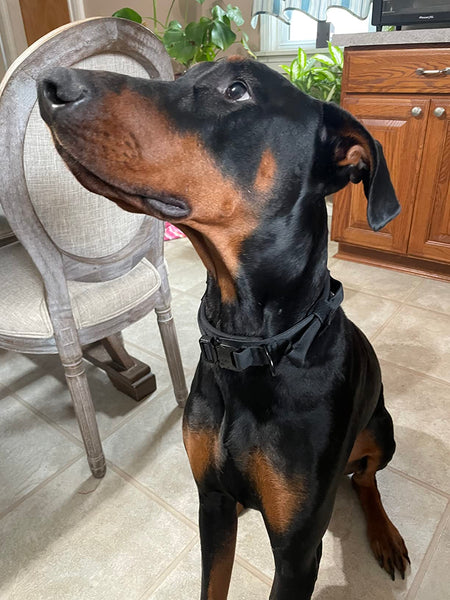 Heavy-Duty Tactical Dog Collar
