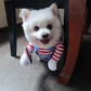 Woof-o-Ween: Chucky Pup-Style Costume (Get 1 FREE)