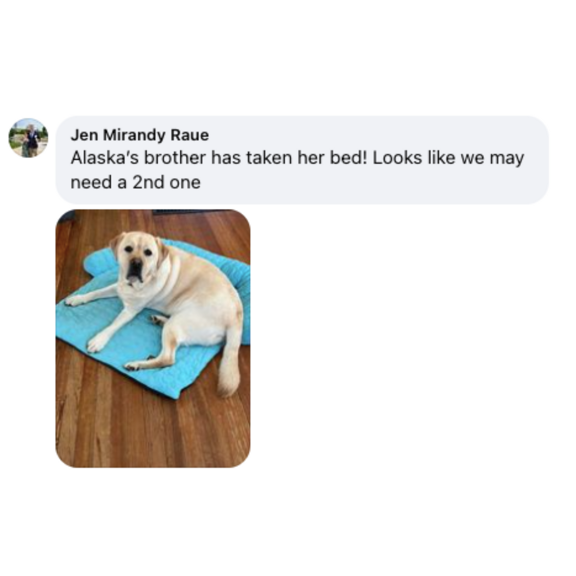 Pelsbarn Cooling Bed (4x more effective) BOGO Deal