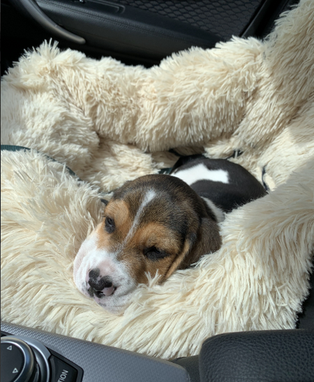 Orthopedic Calming Dog Bed Aussie