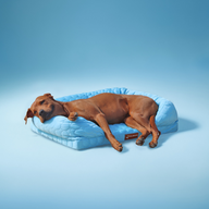 Cooling Orthopedic Bed