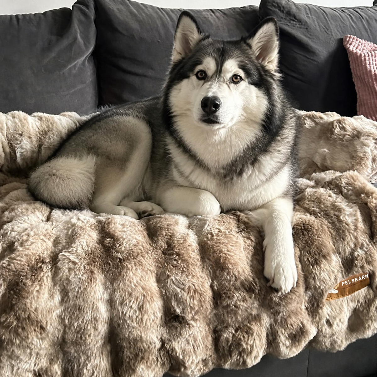 Luxurious Sofa Bed