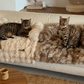 Pelsbarn Luxurious Sofa Bed ( 1+1 ) for Cats
