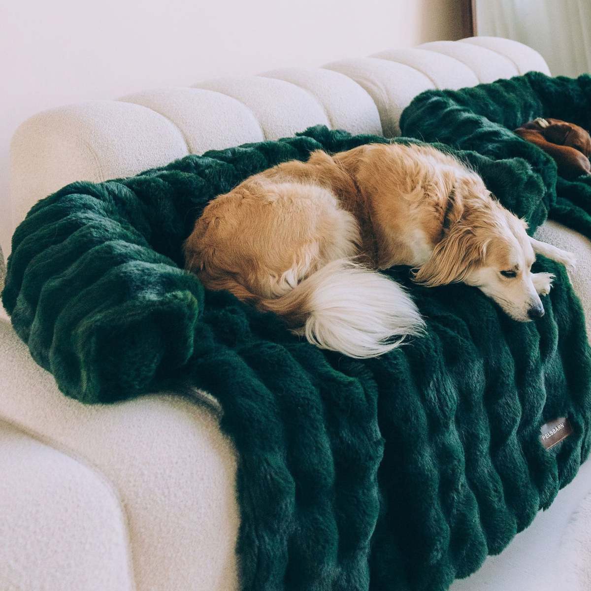 Luxurious Sofa Bed