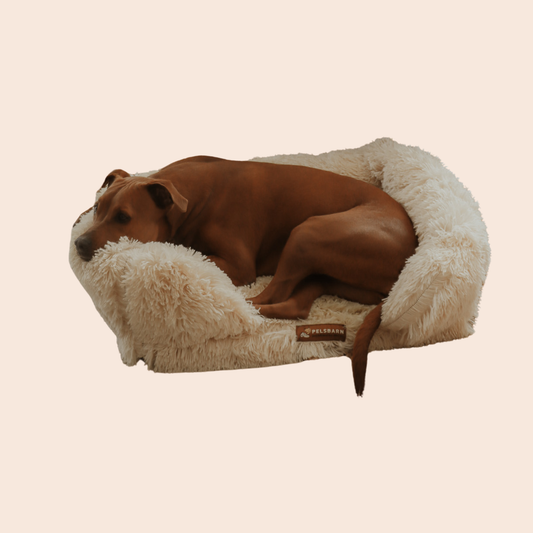 Cama ortopédica calmante para perros 