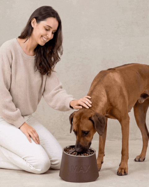 Elevated Dog Feeder