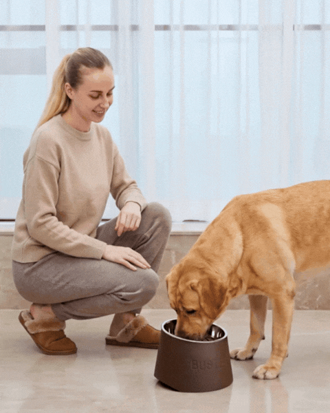 Elevated Dog Feeder