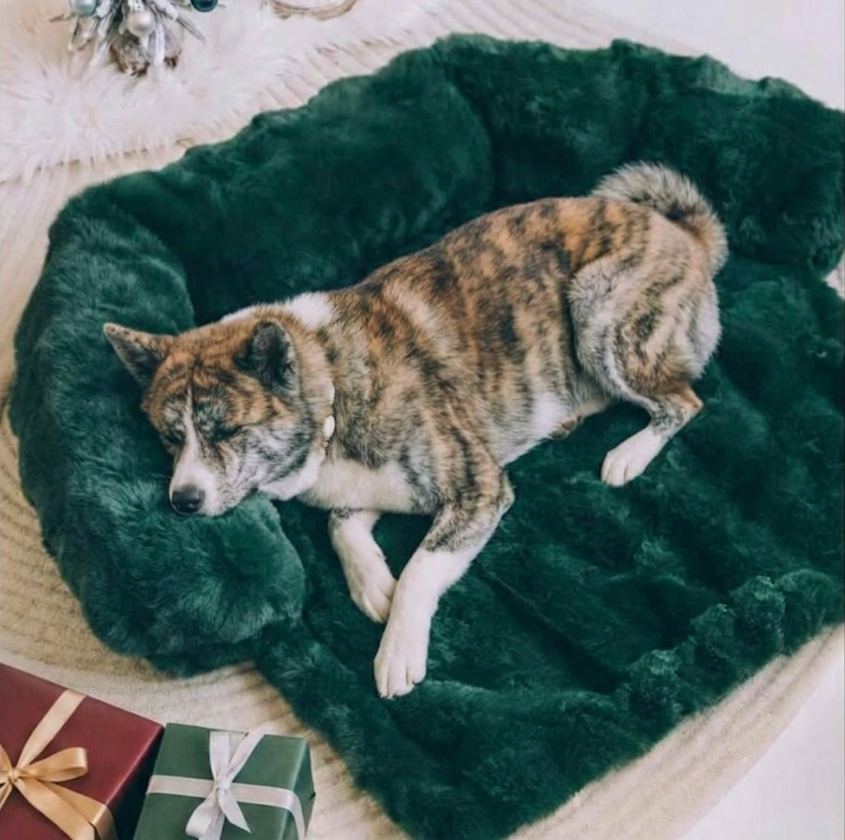 Luxurious Sofa Bed