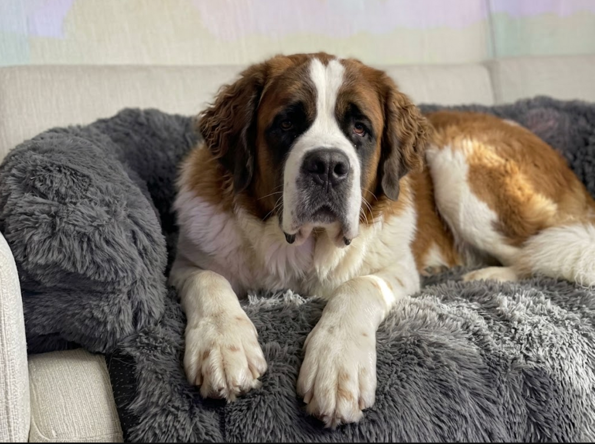 Luxurious Sofa Bed