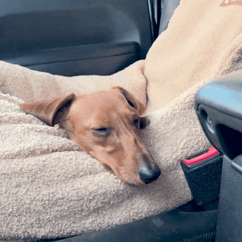 Teddy Car Bed