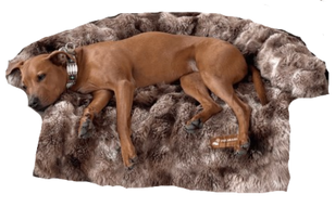 Sofa Beds