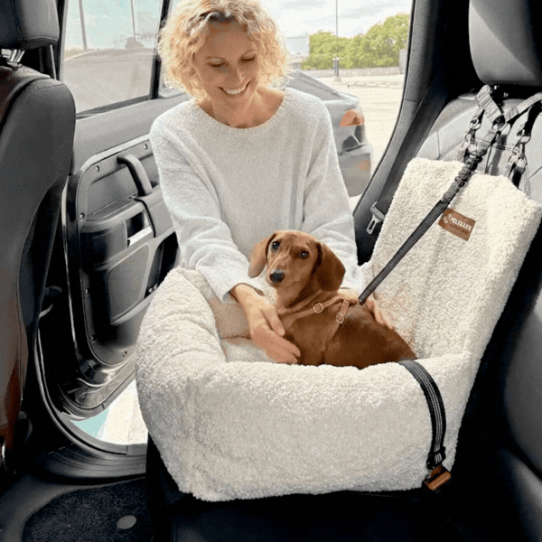 Teddy Car Bed