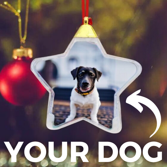 Your Dog In A Christmas Ball
