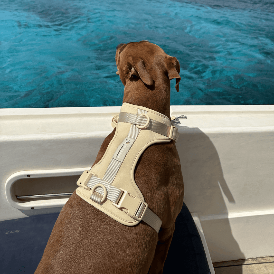 Pelsbarn No-Pull Harness Walk Kit