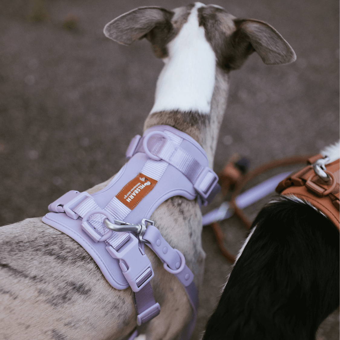 Pelsbarn No-Pull Harness Walk Kit