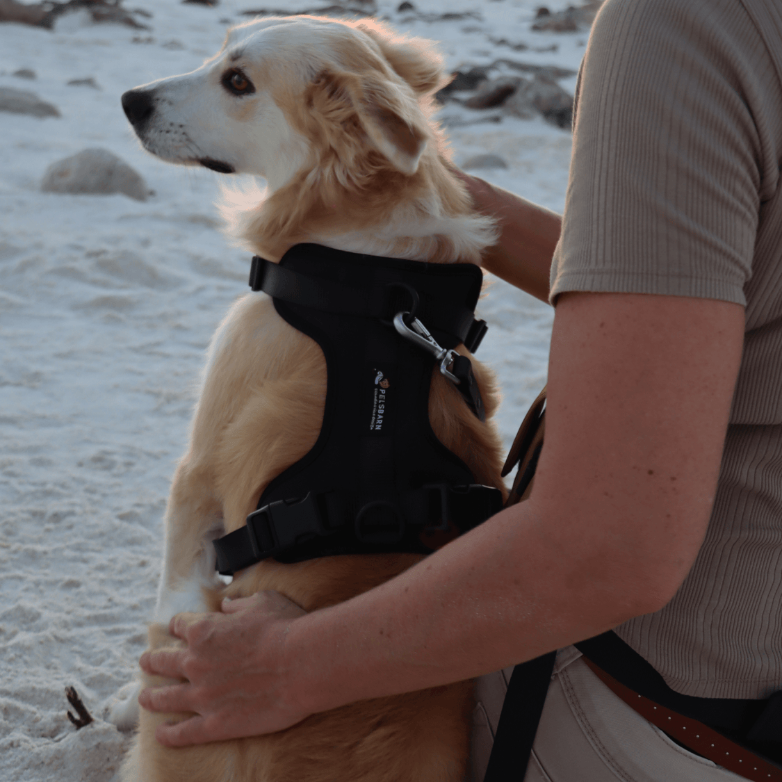 Pelsbarn No-Pull Harness Walk Kit