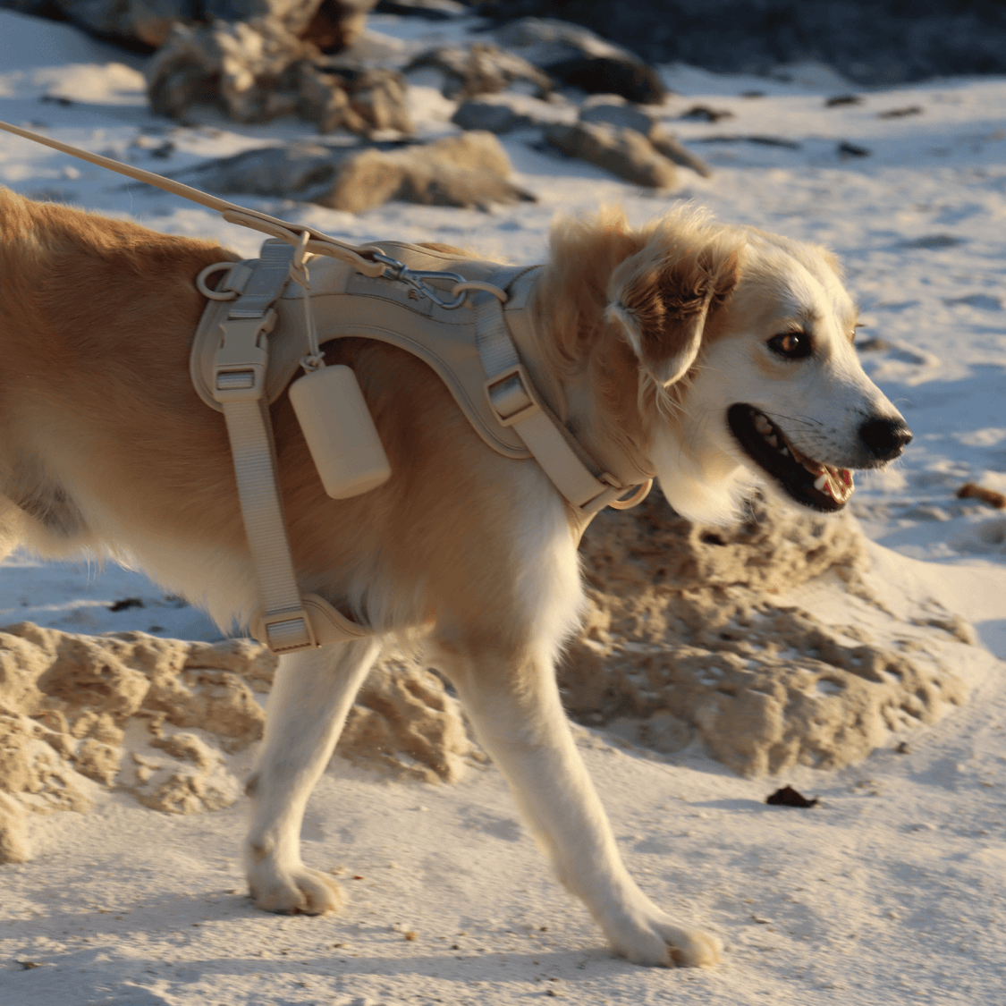 Pelsbarn No-Pull Harness Walk Kit