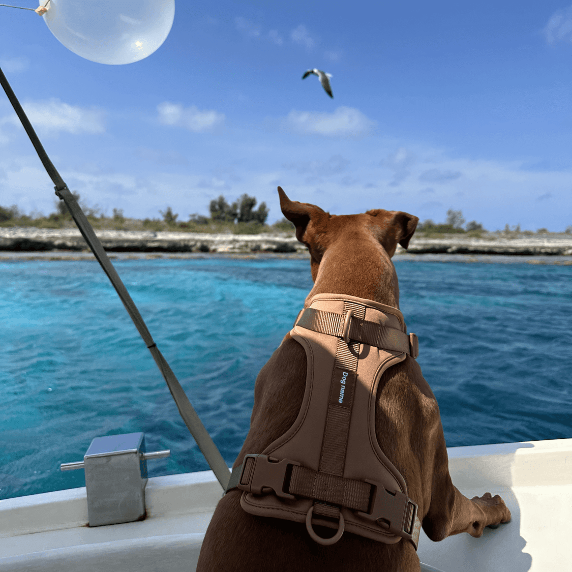 Pelsbarn No-Pull Harness Walk Kit