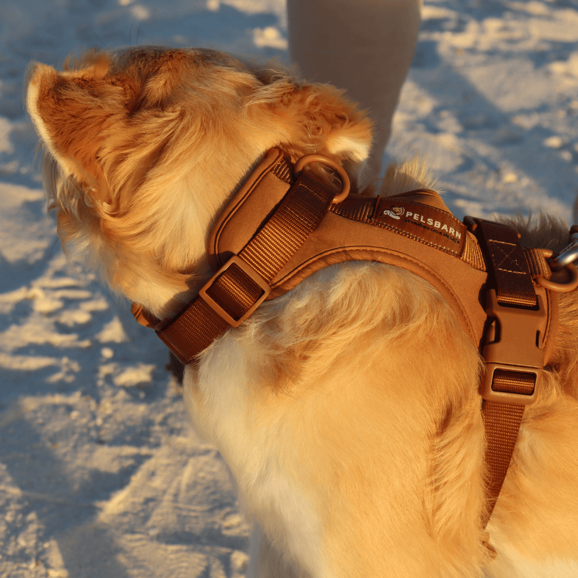 Pelsbarn No-Pull Harness Walk Kit