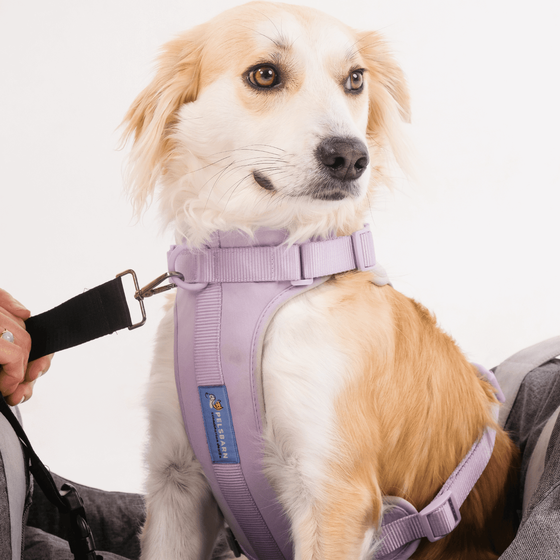 Pelsbarn No-Pull Harness Walk Kit