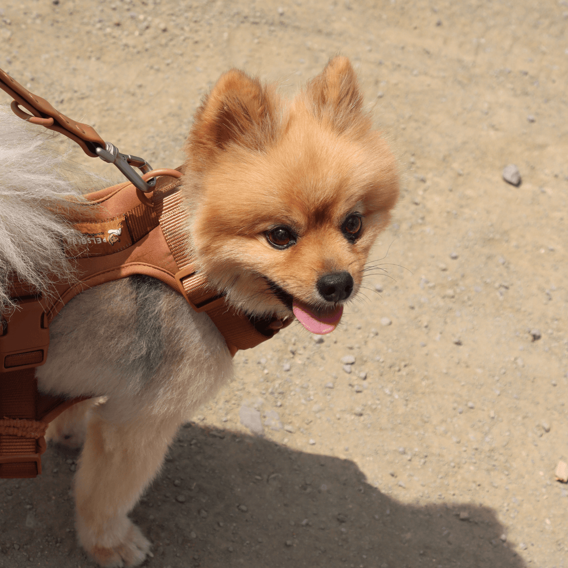 Pelsbarn No-Pull Harness Walk Kit