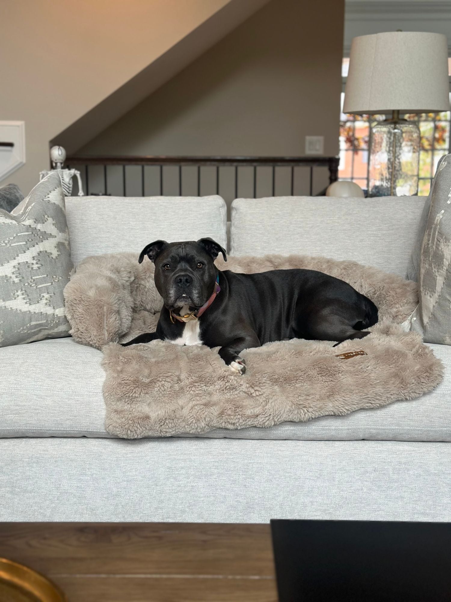 Photo from Kat: a black dog lying on a taupe Pelsbarn bed on a pale grey sofa