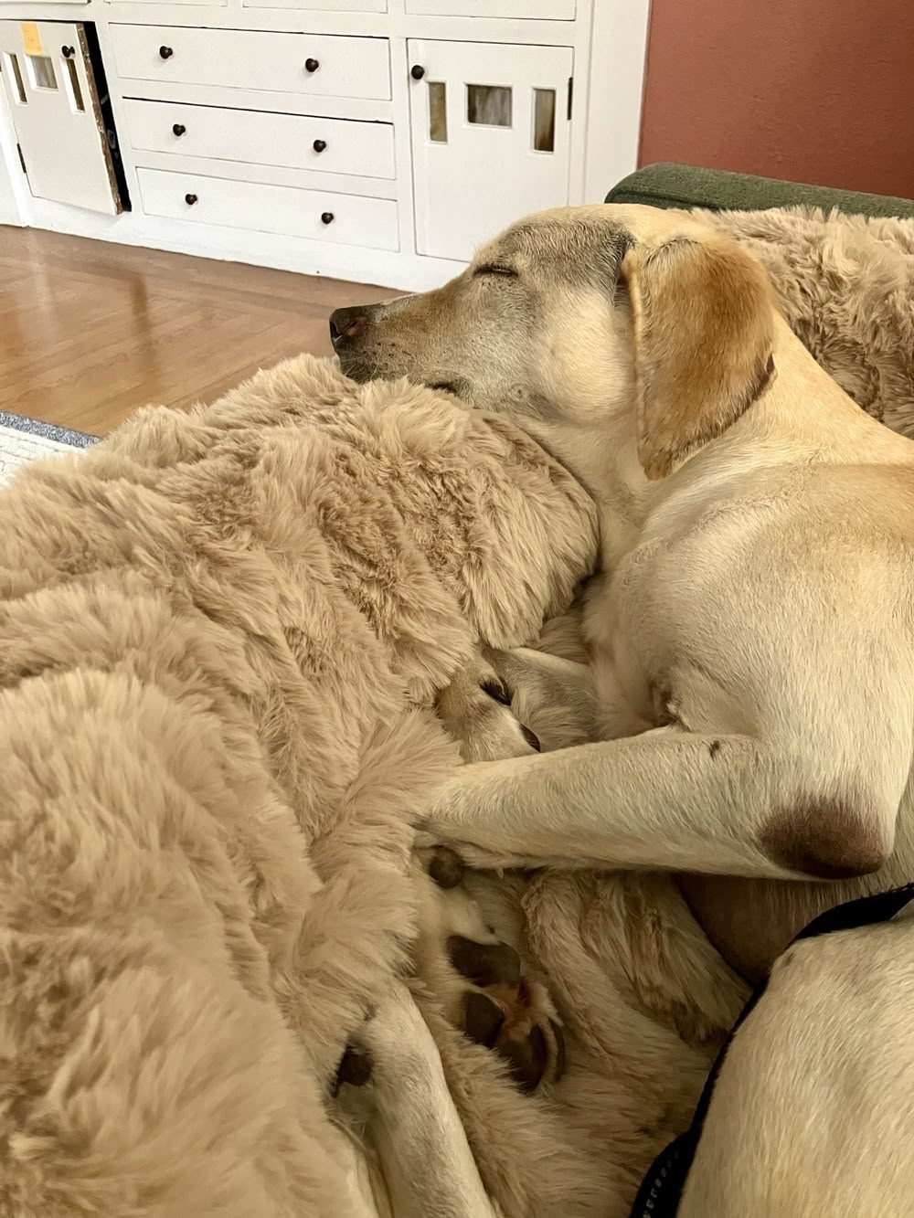 Photo from Leslie M.: a yellow Labrador asleep with his head on a beige Pelsbarn bed