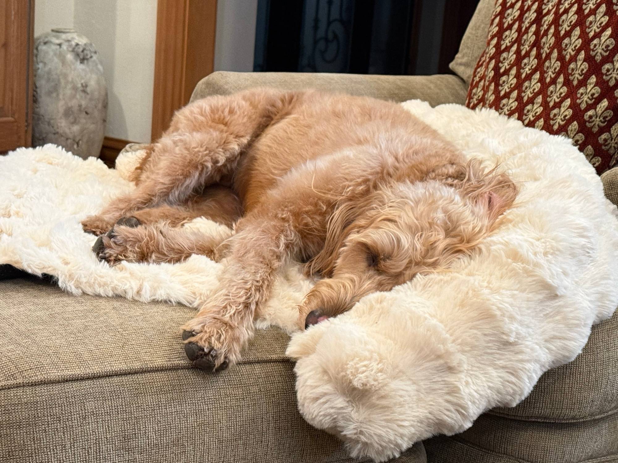 Photo from Patricia: a doodle asleep on a cream Pelsbarn bed on the sofa