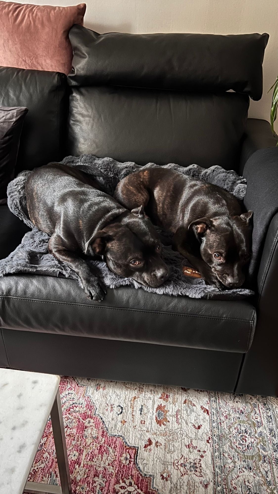 Photo from Terri: two dogs lying side by side on a grey Pelsbarn bed on a black leather sofa