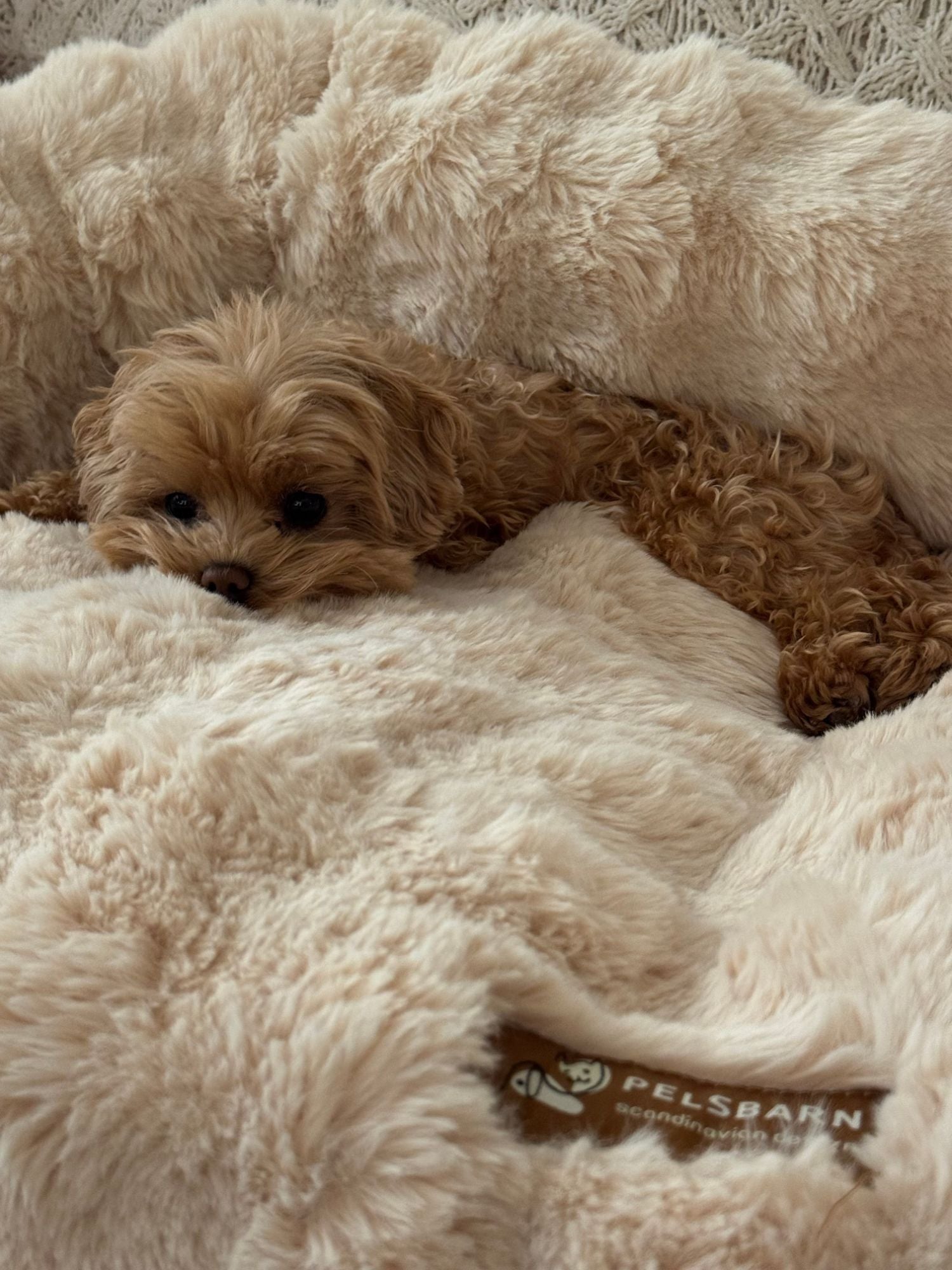 Photo from Travonia: a small curly puppy tucked into a cream Pelsbarn bed