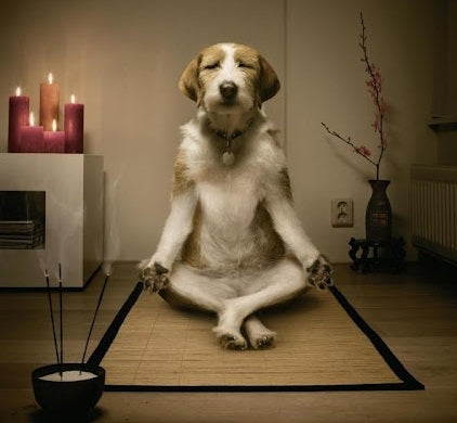 A happy dog resting at home