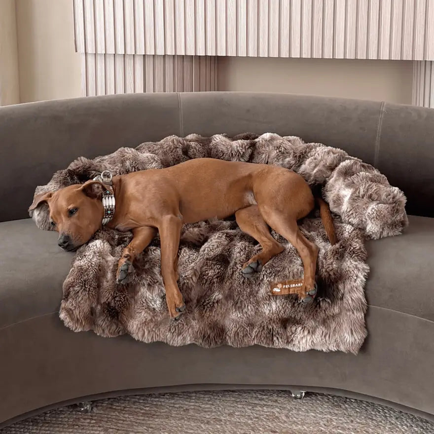 A dog stretching out in its soft Pelsbarn sofa bed