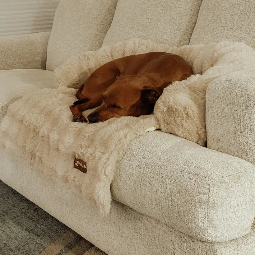 A dog nestled beside the soft padded edge of the sofa bed