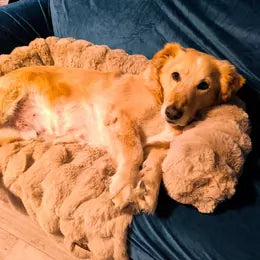 Max in a customer photo shared on the Pelsbarn landing page