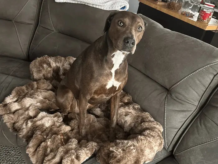 Jennifer M.'s customer photo of her dog in the sofa bed