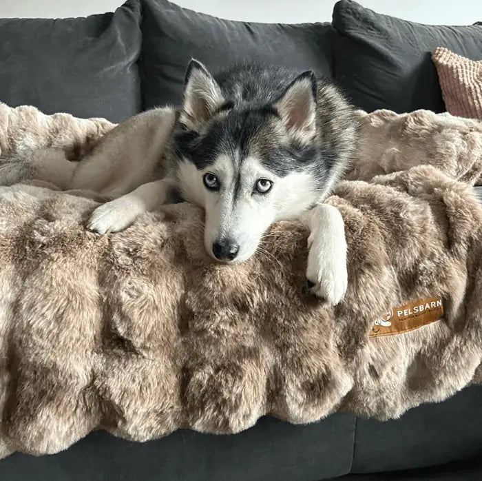 Kelly S.'s customer photo of her dog in the sofa bed